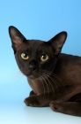 Picture of brown burmese cat portrait