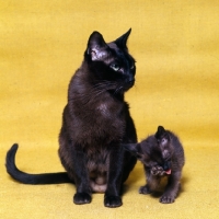 Picture of brown burmese cat sitting with her kitten who is washing its face