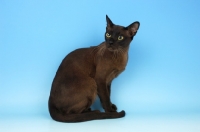 Picture of brown burmese cat sitting