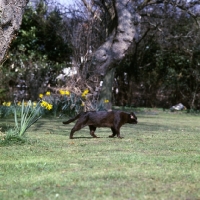 Picture of brown burmese cat, skipper, patrolling his territory