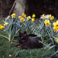Picture of brown burmese cat, skipper, watches from among daffodils