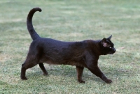 Picture of brown burmese cat walking, goes by the name of skipper