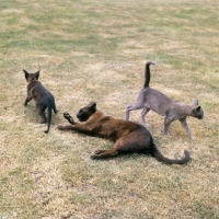 Picture of brown burmese cat with two  kittens blue and brown