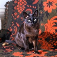 Picture of brown burmese cat 