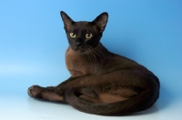 Picture of brown burmese cat 