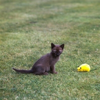 Picture of brown burmese kitten alone with toy in garden