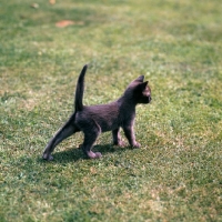 Picture of brown burmese kitten ready for action