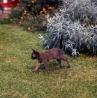 Picture of brown burmese kitten walking in a garden