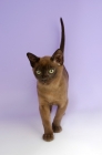 Picture of brown burmese kitten