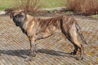 Picture of brown Cimarron Uruquayo dog, standing on pavement and looking at camera