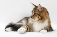 Picture of Brown Classic Tabby & White Maine Coon, looking aside on white background