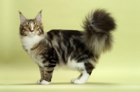 Picture of Brown Classic Tabby & White Maine Coon, standing