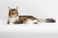 Picture of Brown Classic Tabby & White Maine Coon, lying on white background