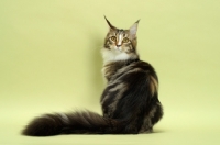 Picture of Brown Classic Tabby & White Maine Coon
