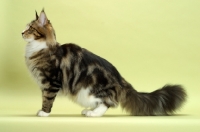 Picture of Brown Classic Tabby & White Maine Coon, standing, side view