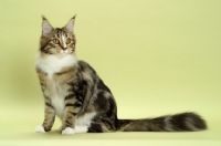 Picture of Brown Classic Tabby & White Maine Coon, sitting down