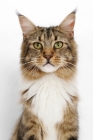 Picture of Brown Classic Tabby & White Maine Coon, portrait on white background