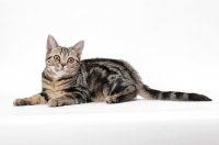 Picture of Brown Classic Tabby American Shorthair, lying down