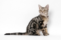 Picture of Brown Classic Tabby American Shorthair