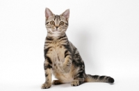 Picture of Brown Classic Tabby American Shorthair