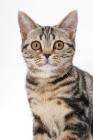 Picture of Brown Classic Tabby American Shorthair, portrait