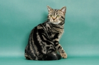 Picture of Brown Classic Tabby American Shorthair, green background, back view