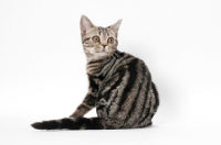 Picture of Brown Classic Tabby American Shorthair