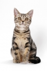 Picture of Brown Classic Tabby American Shorthair