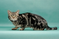 Picture of Brown Classic Tabby American Shorthair, green background, crouching