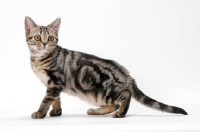Picture of Brown Classic Tabby American Shorthair, side view