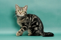 Picture of Brown Classic Tabby American Shorthair, green background