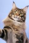 Picture of Brown Classic Tabby Maine Coon cat