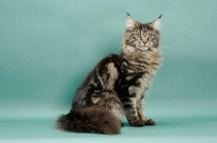 Picture of Brown Classic Tabby Maine Coon, green background