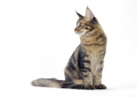 Picture of brown classic tabby Maine Coon cat, looking away
