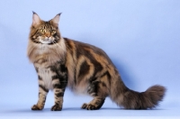 Picture of Brown Classic Tabby Maine Coon cat