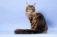 Picture of Brown Classic Tabby Maine Coon cat