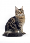 Picture of brown classic tabby Maine Coon cat, sitting