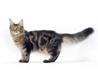 Picture of Brown Classic Tabby Maine Coon