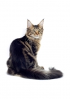 Picture of brown classic tabby Maine Coon cat, back view