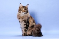 Picture of Brown Classic Tabby Maine Coon cat