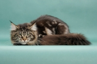 Picture of Brown Classic Tabby Maine Coon, green background, lying down