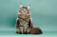 Picture of Brown Classic Tabby Maine Coon, green background, looking up