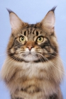 Picture of Brown Classic Tabby Maine Coon cat