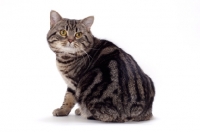 Picture of Brown Classic Tabby Manx cat, back view