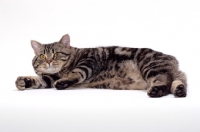 Picture of Brown Classic Tabby Manx cat lying down