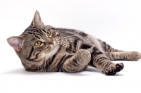 Picture of Brown Classic Tabby Manx cat, lying down