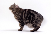 Picture of Brown Classic Tabby Manx cat, side view