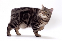 Picture of Brown Classic Tabby Manx cat walking