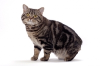 Picture of Brown Classic Tabby Manx cat