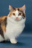 Picture of Brown Classic Torbie & White Munchkin